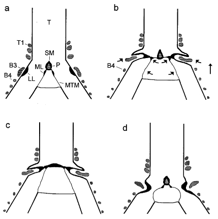 Drawings of an avian syrinx