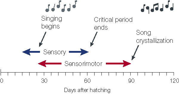 Graphic showing timing and duration of different phases in the process of song learning by Zebra Finches