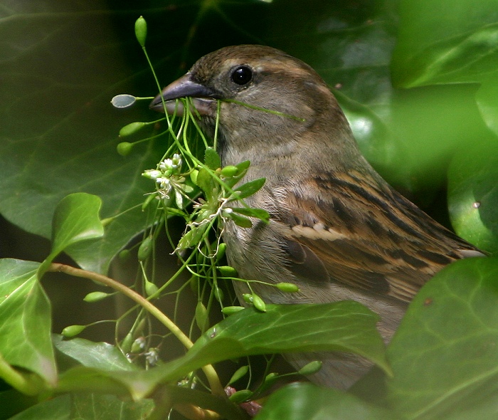 Photo of a female bird with nest material in its beak