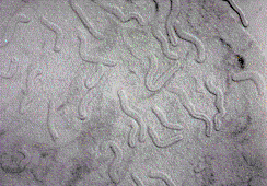 Photomicrograph of avian sperm storage tubules
