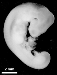 Barn Owl embryo at 10 days old
