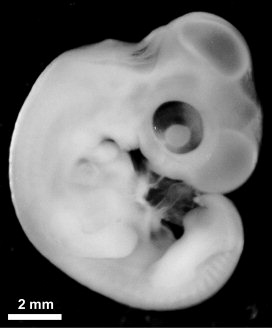 Barn Owl embryo at 11 days old