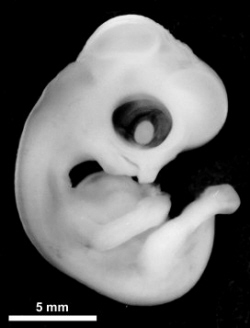 Barn Owl embryo at 12 days old