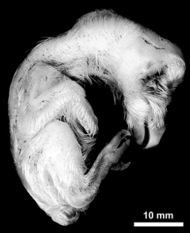 Barn Owl embryo at 30-31 days old