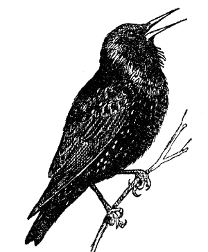 Drawing of a starling