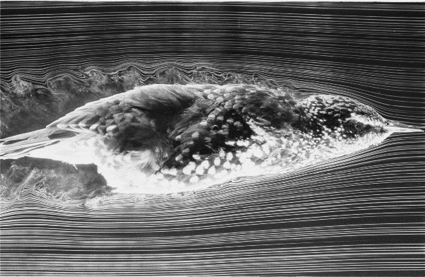 Photograph of a European Starling in a wind tunnel showing turbulence