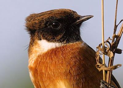 Photograph of a Stonechat