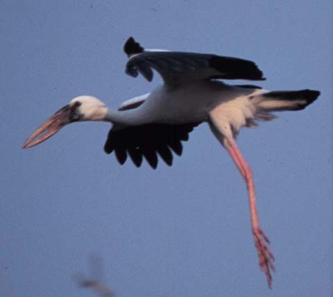Photo of a stork coming in for a landing with alula feathers elevated