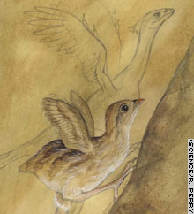 Drawing illustrating the WAIR hypothesis for the origin of flight