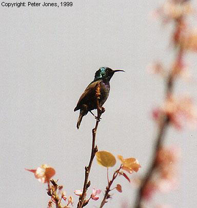 Photograph of a sunbird