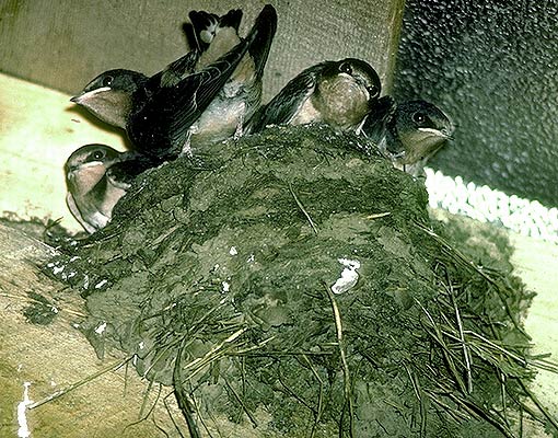 Photo of a Barn Swallow nest with four young near fledging age