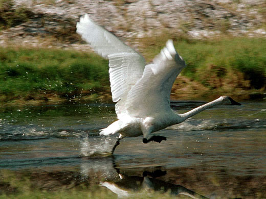 Photo of a swan taking off