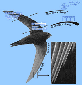 Drawing of a Chimney Swift