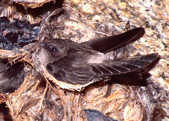 Photo of a swiftlet on its nest