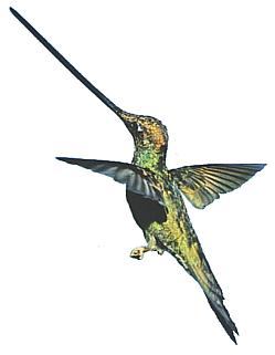 Drawing of a Sword-billed Hummingbird