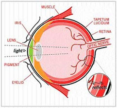 Drawing of an eye showing the tapetum lucidum