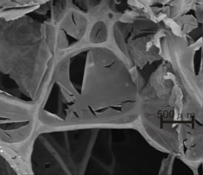 Micrograph of the interior of a toucan's bill