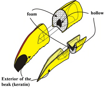 Drawing showing the exterior and interior of a toucan's bill