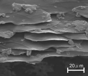 Photo micrograph of the outer surface of a toucan's bill