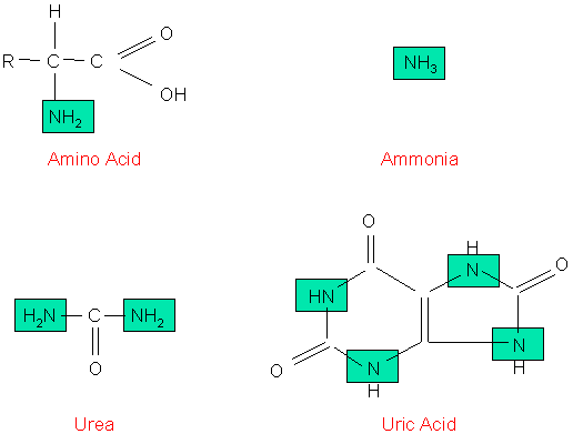 Molecular structures of an amino acid, ammonia, urea, and uric acid