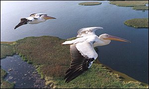 Photo of two pelicans in flight