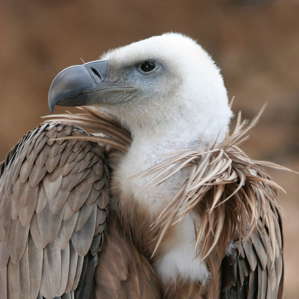 Photo of a vulture's head