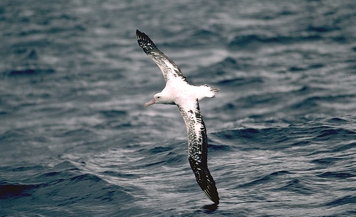Photo of a flying Wandering Albatross
