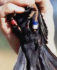 Photo of the phallus of a male Red-billed Buffalo Weaver