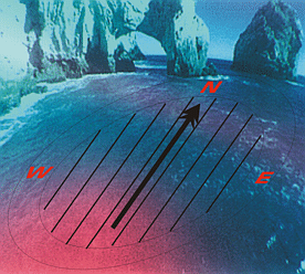 Photo showing how birds may see magnetic fields