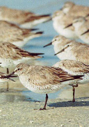 Photo of several Western Sandpipers