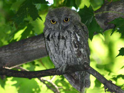 Western Screech-Owl