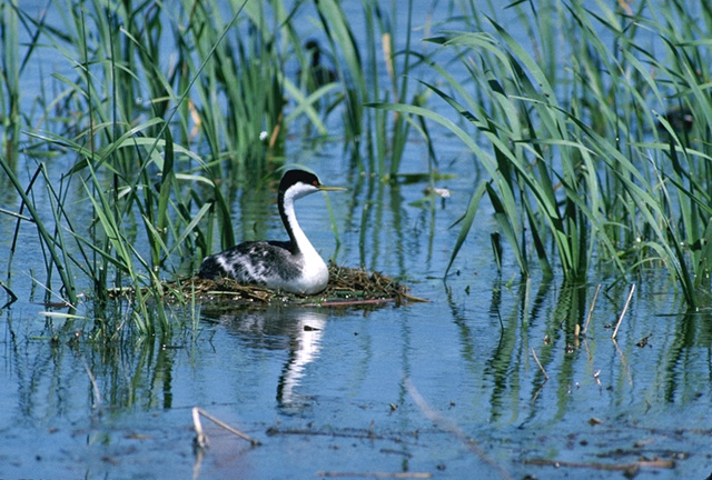 Photo of a Western Grebe on its nest