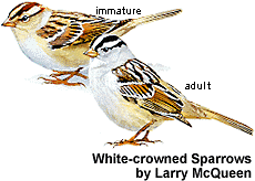 Drawing of two White-crowned Sparrows