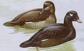 Drawing of two White-winged Scoters