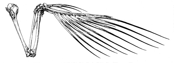 Drawing of a bird's wing showing relationship between primary feathers and alula feathers