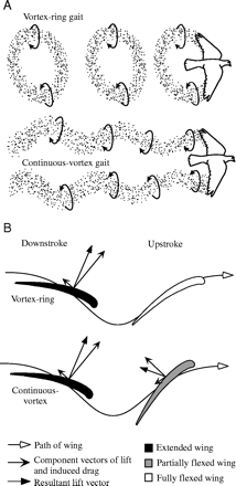 Drawings showing the difference between the vortex-ring gait and continuous-vortex gait