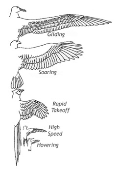 Drawing showing different types of wings of different species of birds