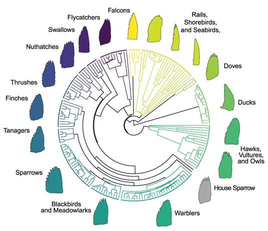 Figure showing different types of wings of different species of birds