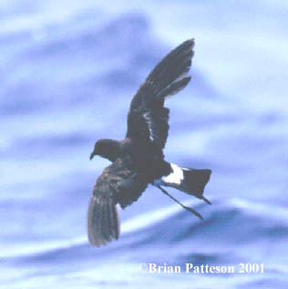 Photo of a storm petrel in flight