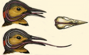 Drawing of the tongue of a woodpecker