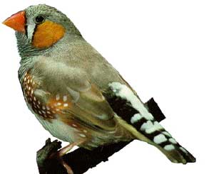 Photo of a Zebra Finch