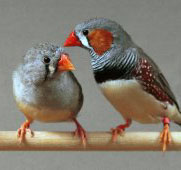 Photo of a pair of Zebra Finches