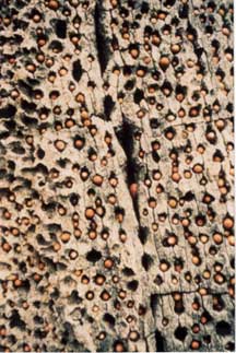 Photo of an acorn storage site of a groupd of Acorn Woodpeckers