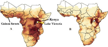 Colored map showing avian species richness of sub-Sahara Africa