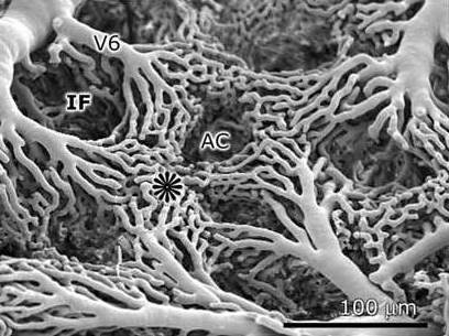 Photomicrograph of an individual air capillary