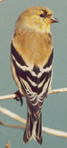 Photo of a goldfinch