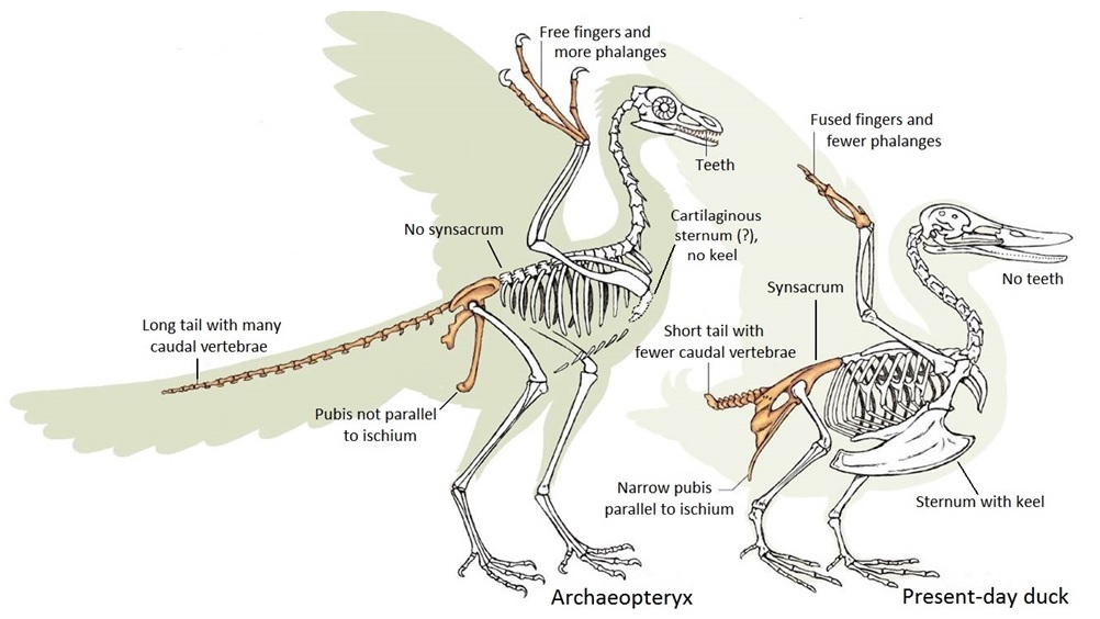 Space Dinosaurs: Archaeopteryx vs. Pterodactyl
