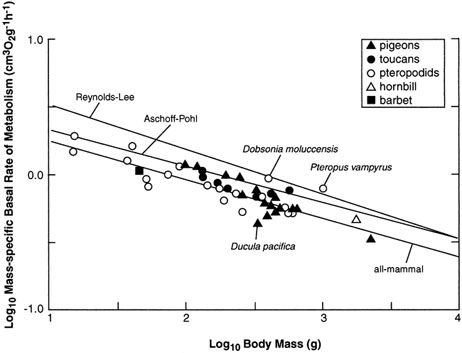 Graph showing relationship between body mass and basal metabolic rate of several species of birds