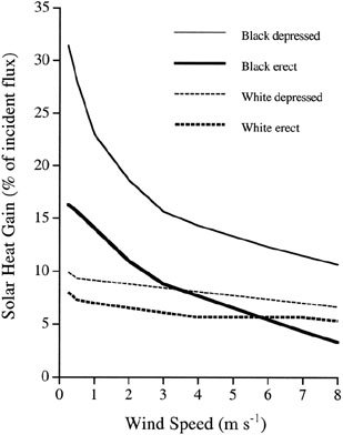 Graph showing relationship between wind speed and solar heat gain with white and black plumage