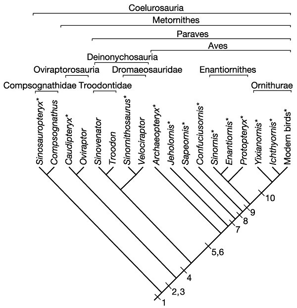 From scales to feathers: How birds evolved from dinosaurs •